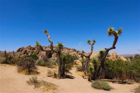 Joshua Tree National Park Mojave Desert Stock Image Image Of Trees
