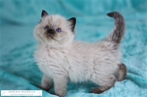 Kittentanz kittens are the best! Ragdoll Cats For Sale | Salt Lake City, UT #185371