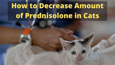 How To Decrease Amount Of Prednisolone In Cats The Kitty Expert