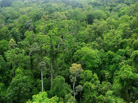 An important milestone was the creation of tumucumaque mountains national park, the world's largest protected tropical forest at 9.5 million acres. Tropical Rain Forest - Focusing On The Conservation of ...