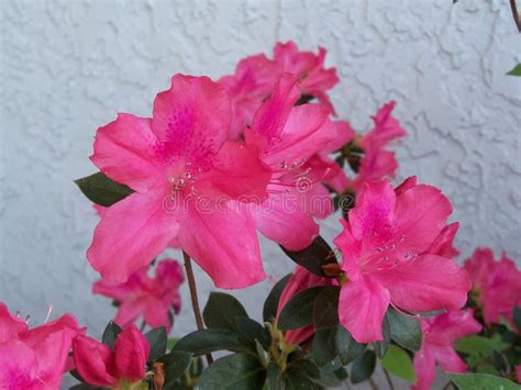 Azaleas Bloom On A Flower Bed In The Park Stock Image Image Of Plant