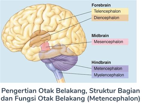 Otak Belakang Pengertian Beserta Struktur Bab Dan Fungsi Otak
