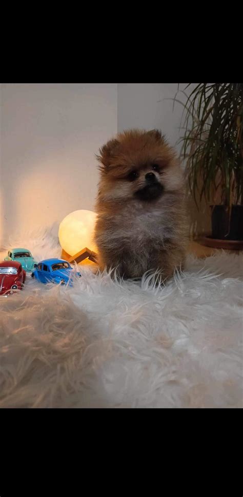 Haziran Doğumlu Erkek Pomeranian Boo Yavrumuz Petcim com