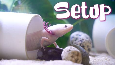 10 Gallon Axolotl Tank