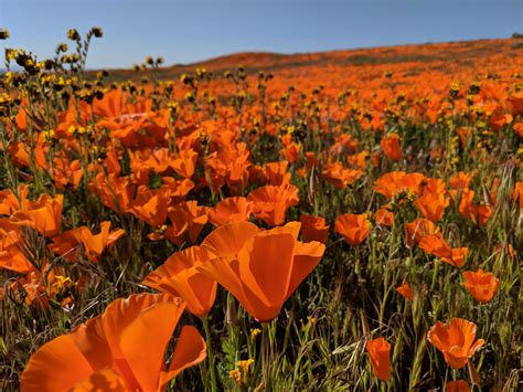 If You Ve Never Checked Out The Wild California Poppy Fields I Highly Recommend It R