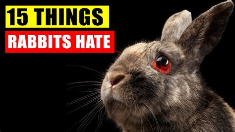 15 Rabbit Sounds And What They Mean With Examples