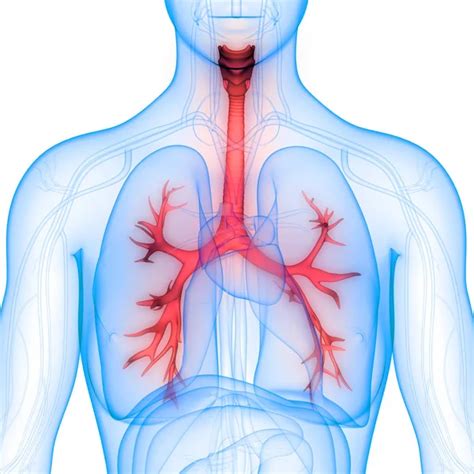 Human Respiratory System Lungs Anatomy — Stock Photo © Magicmine 325107718