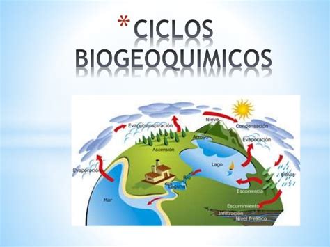 Los Ciclos Biogeoquímicos Qué Son Tipos Y Cuál Es Su Importancia ️