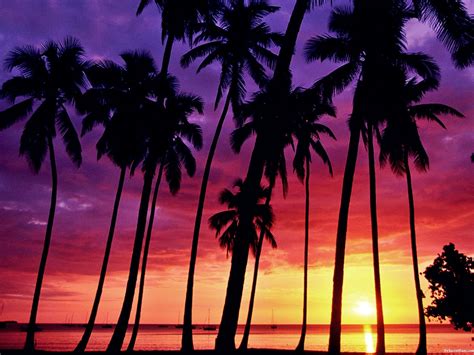 MRU Sunset - coconut trees 2 | Beach sunset wallpaper, Palm tree sunset ...
