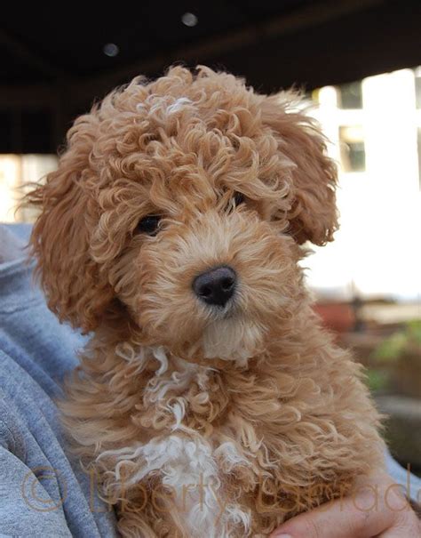 With this poodle mix breed, you have the chance to enjoy a dog with two of the most highly desirable canine traits. This dog is cuter than a teddy bear. | Labradoodle dogs ...