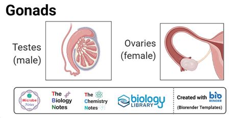 Testes And Ovaries Gland Suprarenal Glands Ovary And Sexiezpicz Web Porn