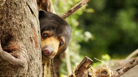 New Study Like Humans Worlds Smallest Bears Can Mimic Faces Too