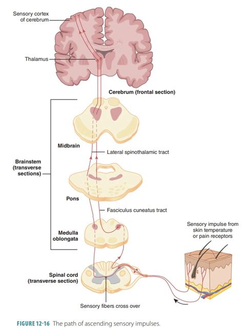 Spinal Neuronal Pathways Central Nervous System