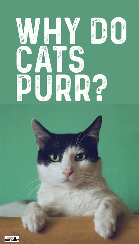 Why Do Cats Purr Why Do Cats Purr Cat Purr Cat Care