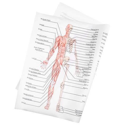 Buy Balacoo Human Being Anatomy Learning Muscular Skeletal System