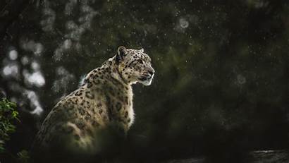 Leopard Snow Wildlife Rain Cat Camera Predator