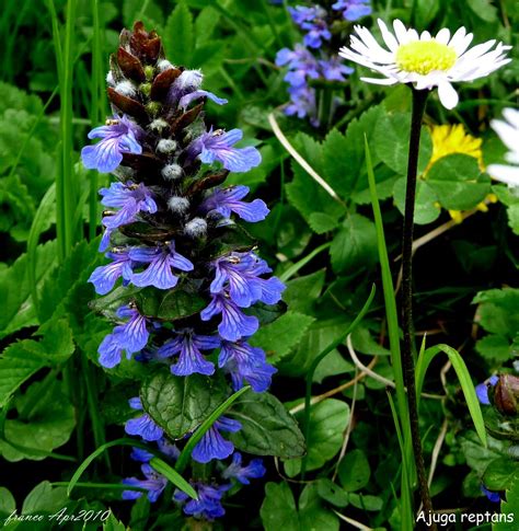 Fiore frattale blu scuro con raggi dorati. P1160114 Ajuga reptans (s) | Il blu di questo fiore ti colpi… | Flickr