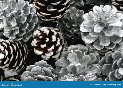Silver Pine Cones Decoration Stock Photo Image Of Winter Dried 3803350