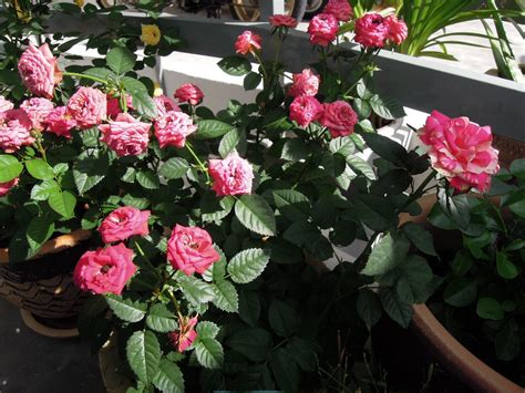 Anak pokok bunga ros merah tahan lasak tahan panas dah berbunga rose live plants flower potted plant pokok hiasan cantik. citerku: Mawarku Meriah Berbunga