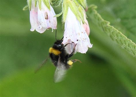 This means that they help other plants grow! Bee on Comfrey Plant, bees love this plant and you will ...