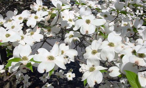 Growing Dogwoods Uga Cooperative Extension