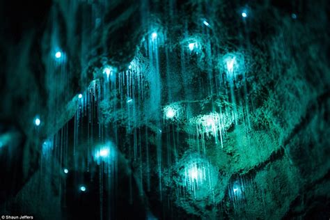 Images Show Glow Worms Illuminating A Pitch Black New Zealand Grotto