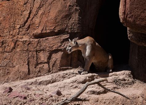 Interesting Facts About Cougars Mountain Lions Animal Sake