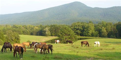 Horse Ranch Wallpaper Wallpapersafari