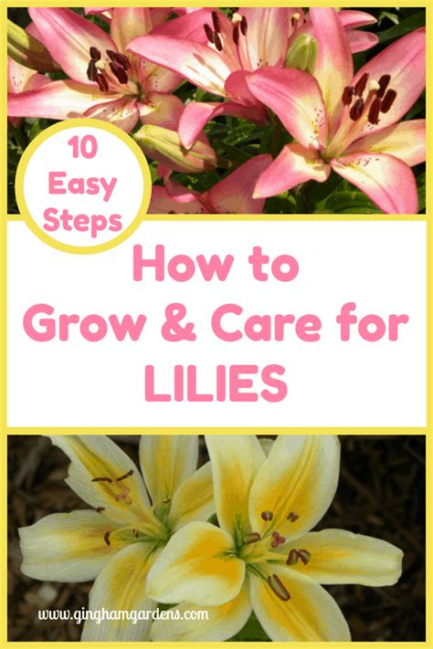 How To Grow And Care For Lilies With Images Growing Lilies Lily