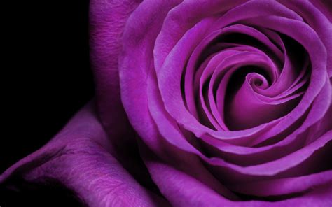 49 Purple Rose Wallpaper For Desktop Wallpapersafari