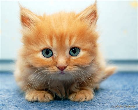 101 most popular calico cat names. The Most Popular Asian Cat Names | my cat names