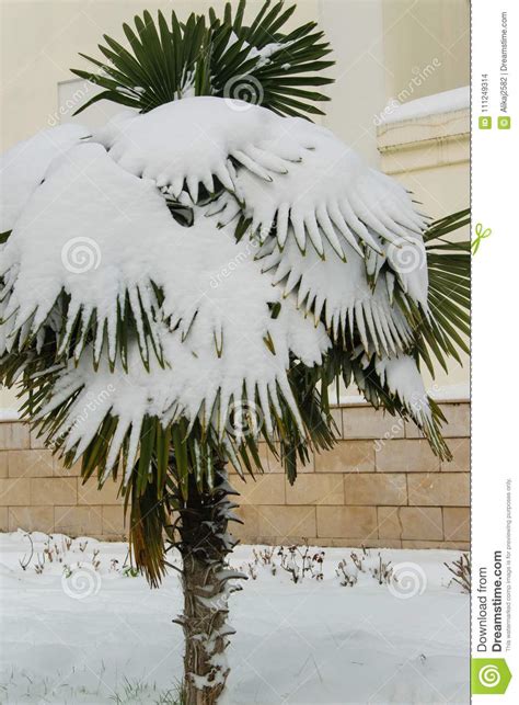 Tropical Palm Covered By Snow Stock Photo Image Of Cool Fresh 111249314