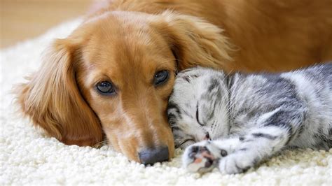 Dogs Versus Cats Scientists Reveal Which One Is Smarter