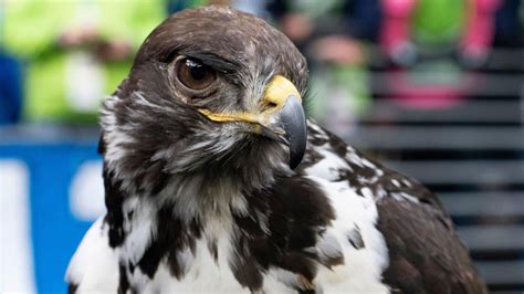 Look Seahawks Live Mascot Taima The Hawk Lands On Fans Head During