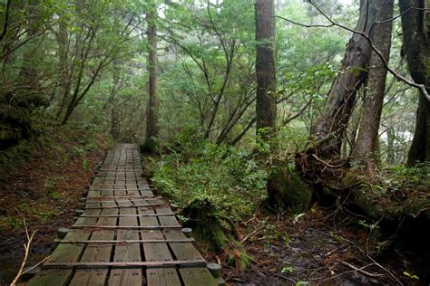 Shiratani Unsuikyo Trekking Tour Yakushima 1 Day Trip Certified Guide