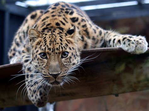 Amur Panther Panther Soul Rare Animals Amur Leopard Animals