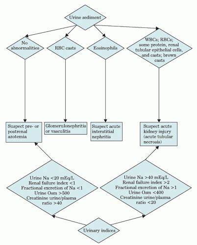 Renal Disorders Basicmedical Key