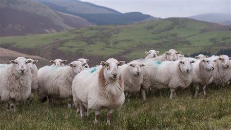 More Than 1000 To Benefit From £7m Scottish Upland Sheep Support