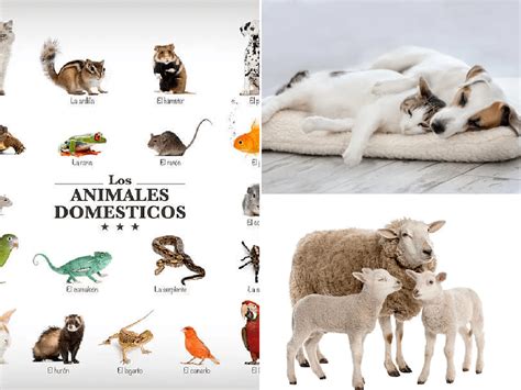Animales Domésticos Qué Son Características Tipos Y Ejemplos