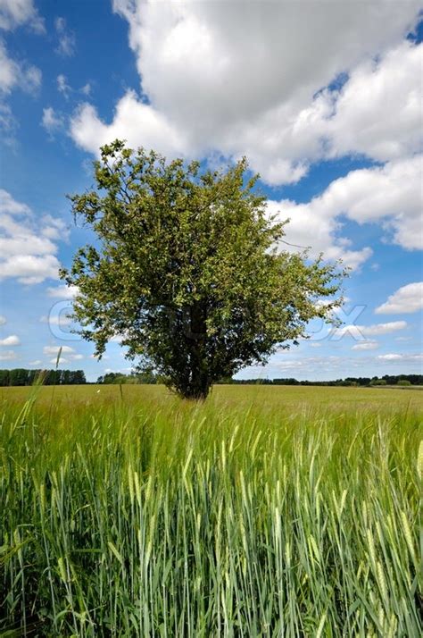 A Tree Is Standing In A Corn Field The Stock Photo Colourbox
