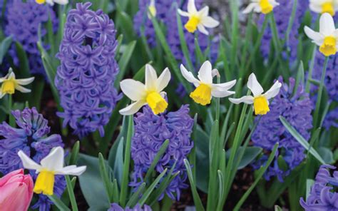 How To Plant Spring Flowering Bulbs Grass Pad