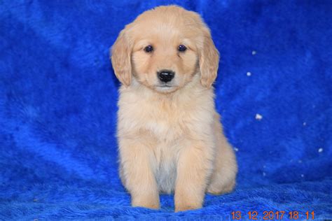 Akc Registered Golden Retriever Puppy For Sale Female Bonnie Apple Cre