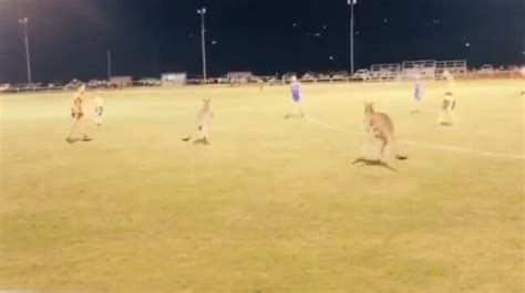 Kangaroos Disrupt A Football Match In Australia Viral Video Leaves The