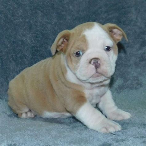 English Bulldog Mix Puppies For Sale Greenfield Puppies