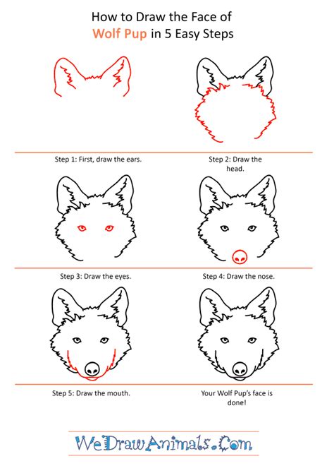How To Draw A Wolf Pup Step By Step