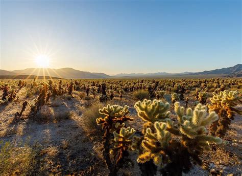 Sunrise At Cholla Cactus Garden This Was The First Place We Visit At