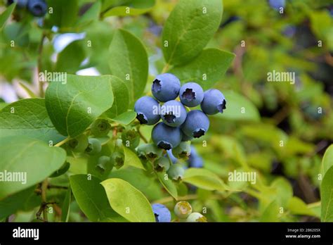 Highbush Blueberry Plant With Fruits Stock Photo Alamy