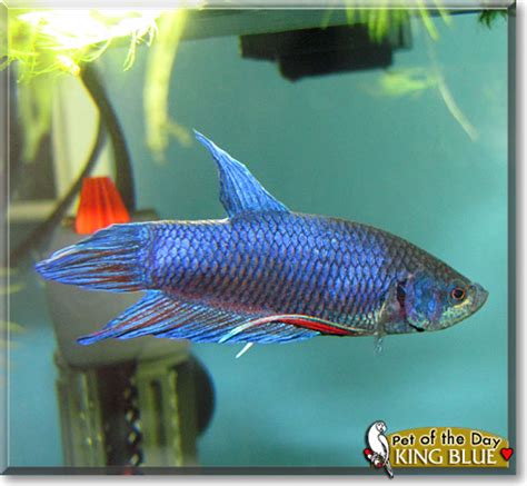 We did not find results for: King Blue - Betta Fish - October 2, 2010