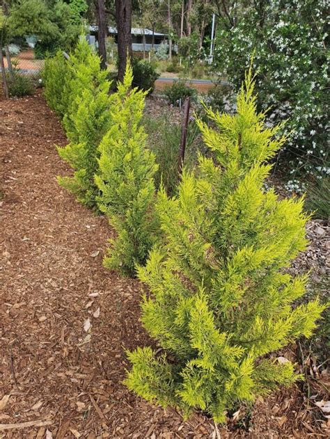 Conifer Cupressus Lemon Scent