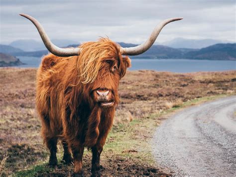 18 Of The Most Iconic Scottish Animals And Where To Find Them In 2020
